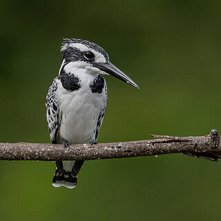 Lake Naivasha - Pied kingfisher